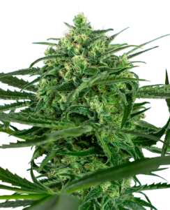 Sensi Seeds Sensi Amnesia Feminizada