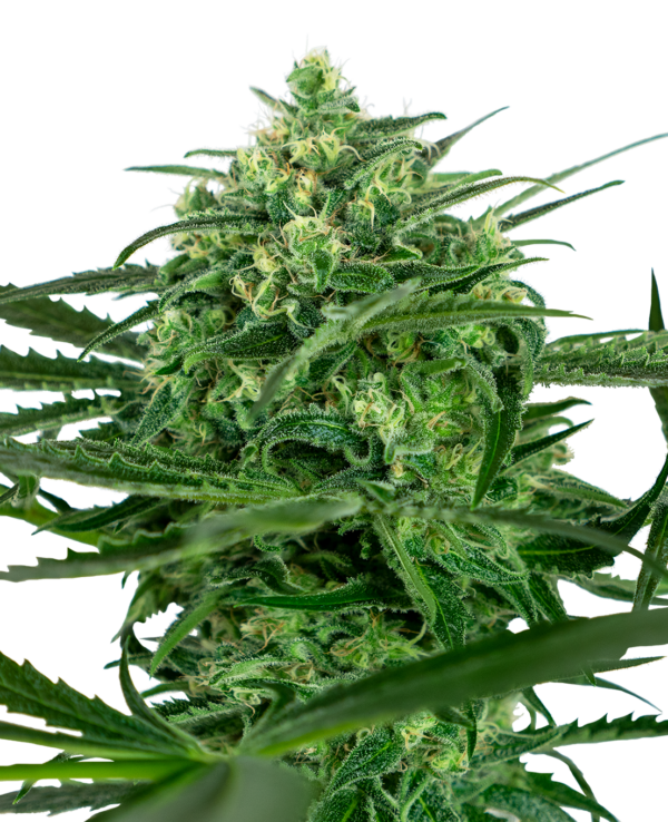 Sensi Seeds Sensi Amnesia Feminizada