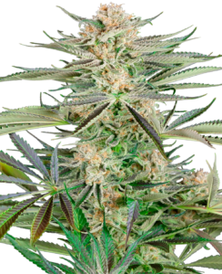Sensi Seeds Screwdriver OG