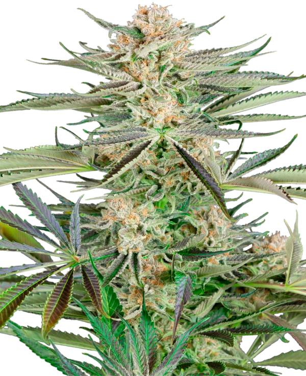 Sensi Seeds Screwdriver OG