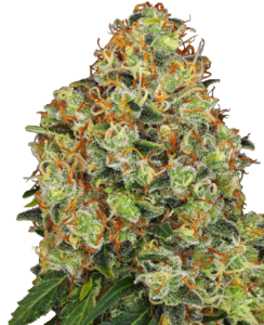 Sensi Seeds Sweet Tangerine Tango Auto