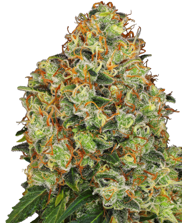 Sensi Seeds Sweet Tangerine Tango Auto