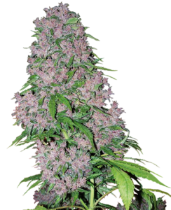 Sensi Seeds Purple Bud