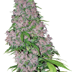 Sensi Seeds Purple Bud