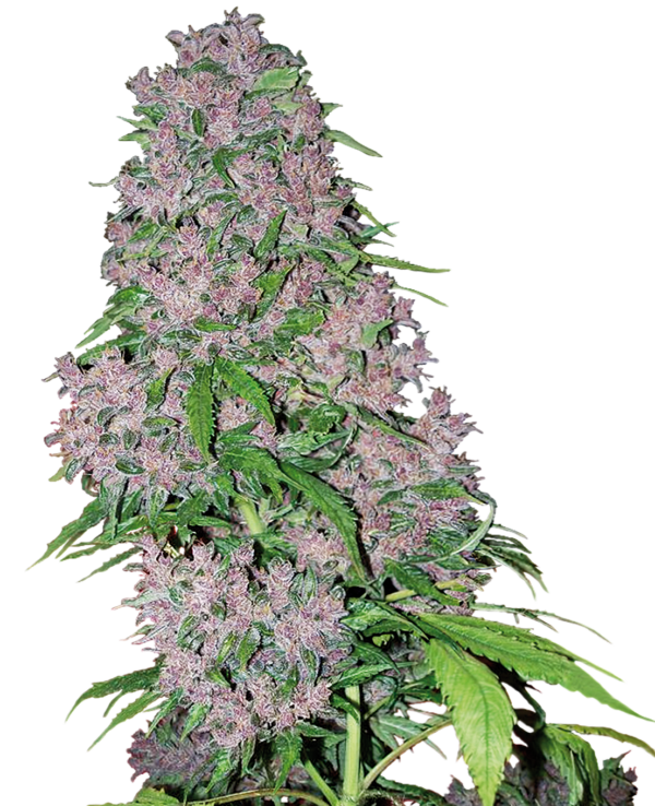 Sensi Seeds Purple Bud