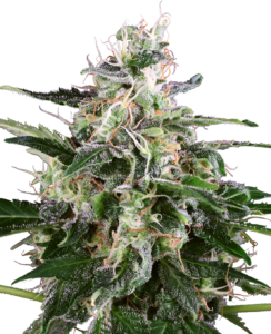 Sensi Seeds White Skunk Auto