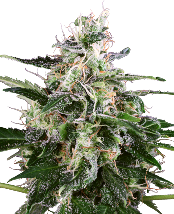 Sensi Seeds White Skunk Auto