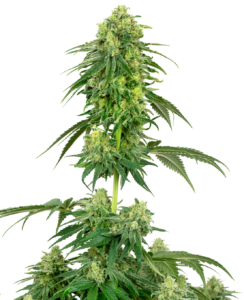 Sensi Seeds Strawberry Kush