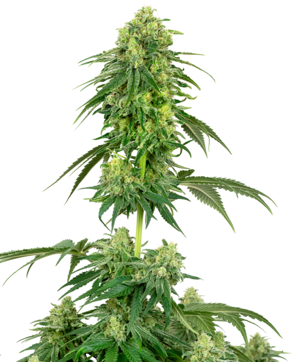 Sensi Seeds Strawberry Kush