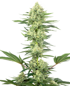Sensi Seeds White Gorilla Haze