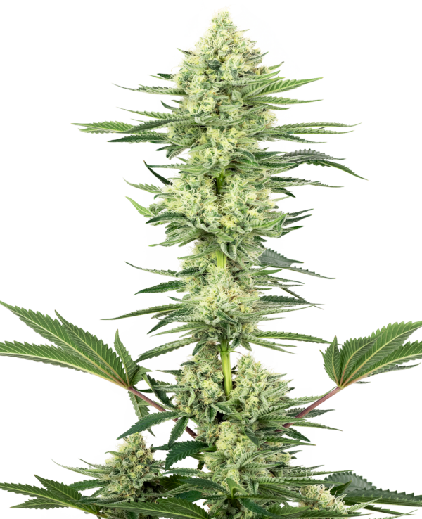 Sensi Seeds White Gorilla Haze