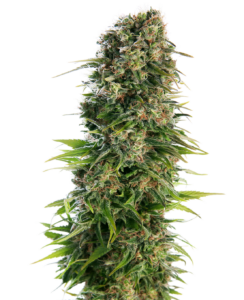 Sensi Seeds Hindu Kush Automatic