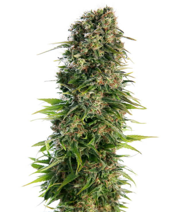 Sensi Seeds Hindu Kush Automatic