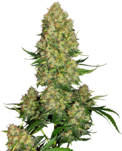 Sensi Seeds Skunk nº 1 Automatic