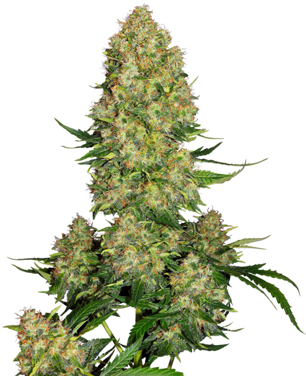Sensi Seeds Skunk nº 1 Automatic