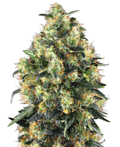 Sensi Seeds Super Skunk Automatic