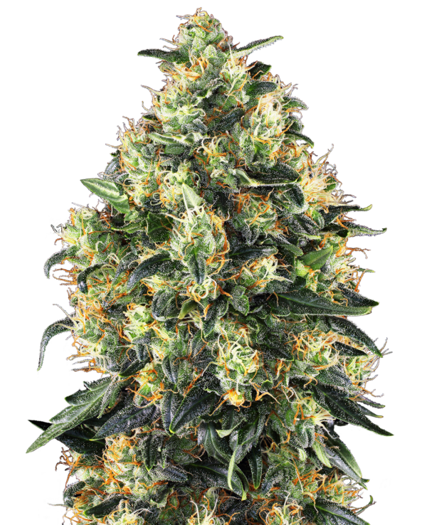 Sensi Seeds Super Skunk Automatic