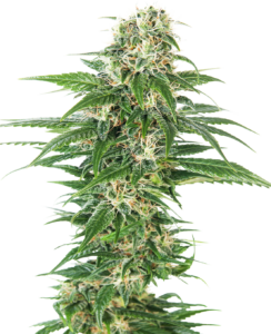 Sensi Seeds Early Skunk Automatic
