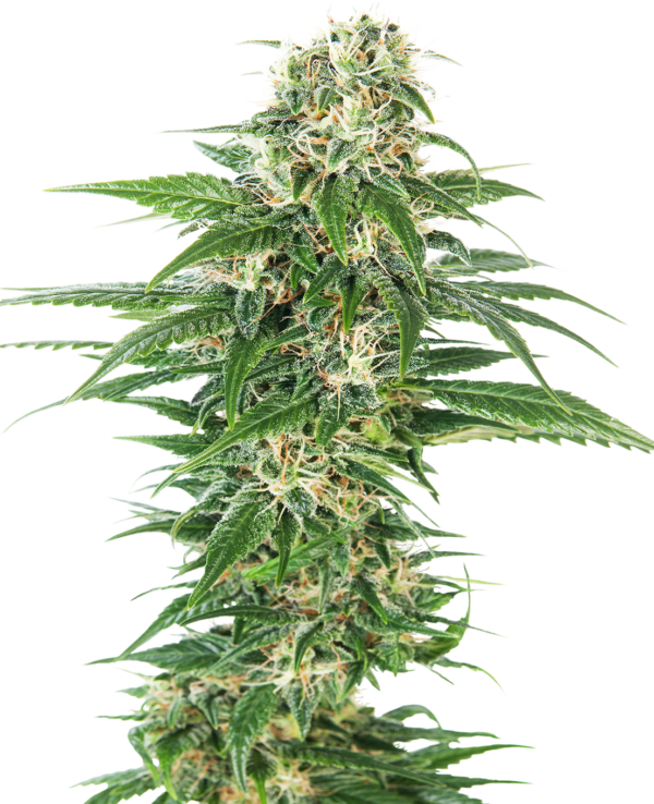 Sensi Seeds Early Skunk Automatic