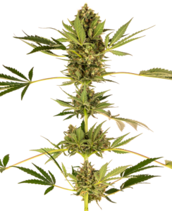 Sensi Seeds Himalayan CBD (Sensi #49)