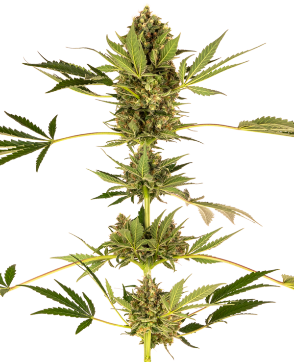 Sensi Seeds Himalayan CBD (Sensi #49)
