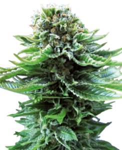 Sensi Seeds Northern Lights Automatic
