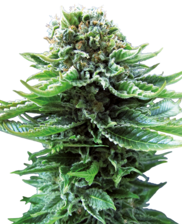 Sensi Seeds Northern Lights Automatic