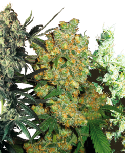 Sensi Seeds Feminized Mix (5 Seeds)