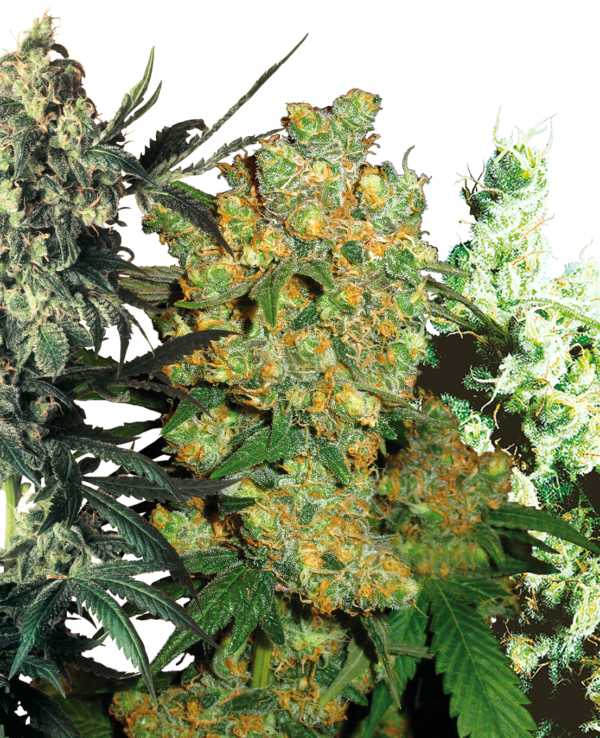 Sensi Seeds Feminized Mix (5 Seeds)