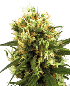 Sensi Seeds White Haze Auto