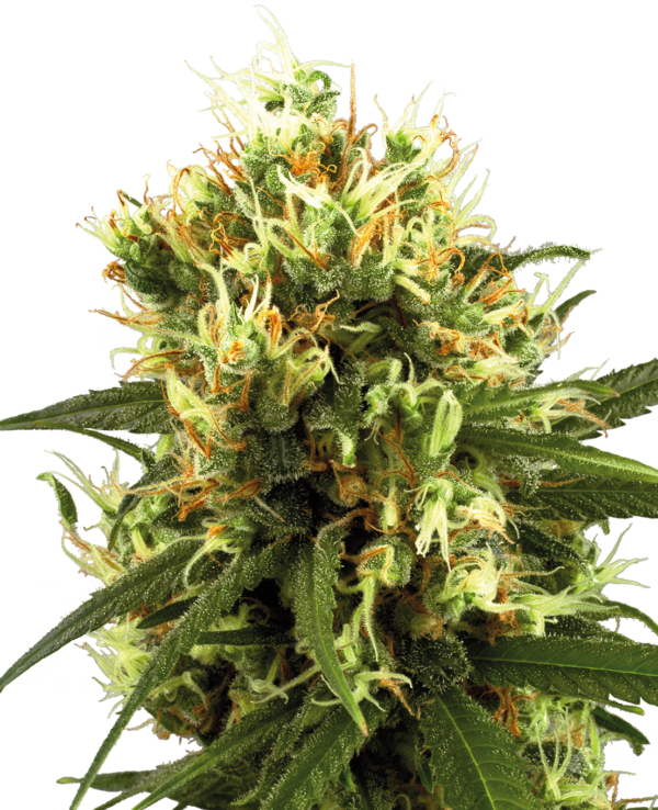 Sensi Seeds White Haze Auto