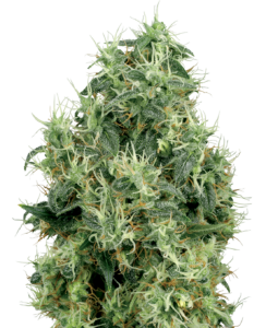 Sensi Seeds White Gold