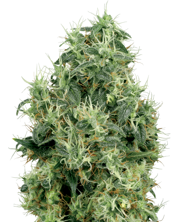 Sensi Seeds White Gold