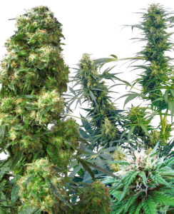 Sensi Seeds Outdoor Mix