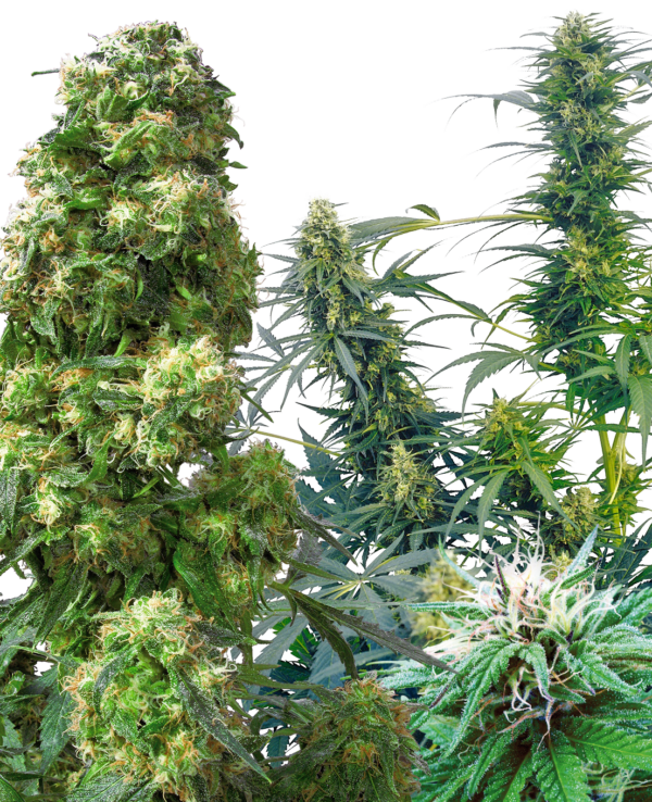 Sensi Seeds Outdoor Mix