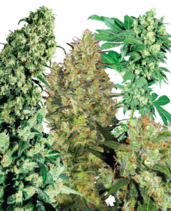 Sensi Seeds Indoor Mix