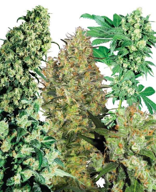 Sensi Seeds Indoor Mix
