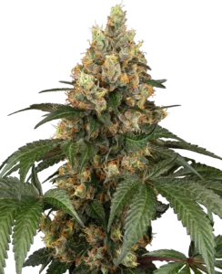 Sensi Seeds Chocolate Rainbow XXL