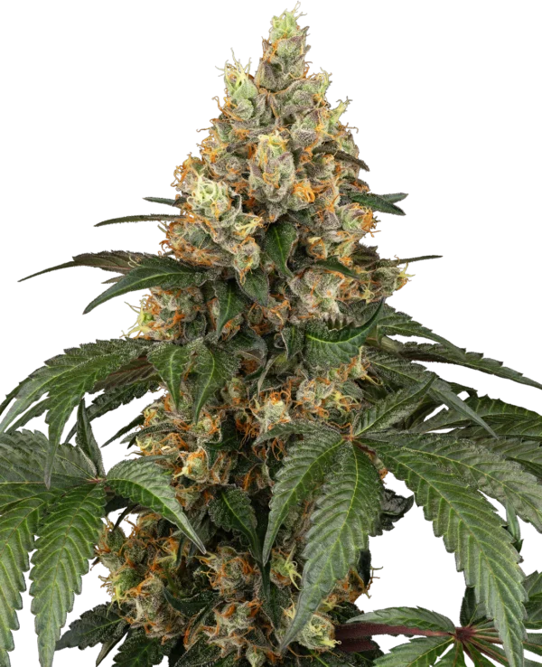 Sensi Seeds Chocolate Rainbow XXL