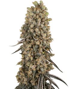 Atomic Blue Dream Sensi Seeds Feminised 5 Seeds