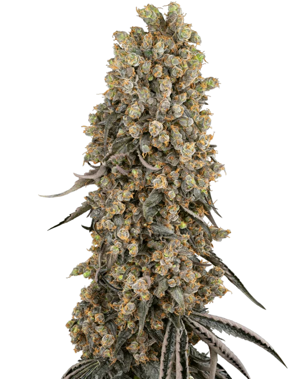 Atomic Blue Dream Sensi Seeds Feminised 5 Seeds