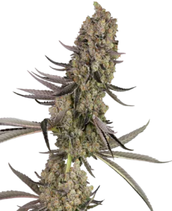 Sensi Seeds Vlad the Inhaler