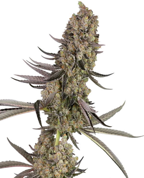 Sensi Seeds Vlad the Inhaler