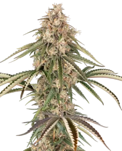 Sensi Seeds Garlic Gas