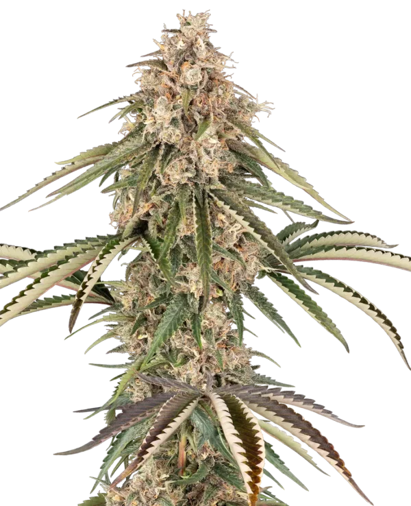Sensi Seeds Garlic Gas