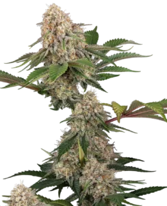 Sensi Seeds Sticky Berry Mints XXL