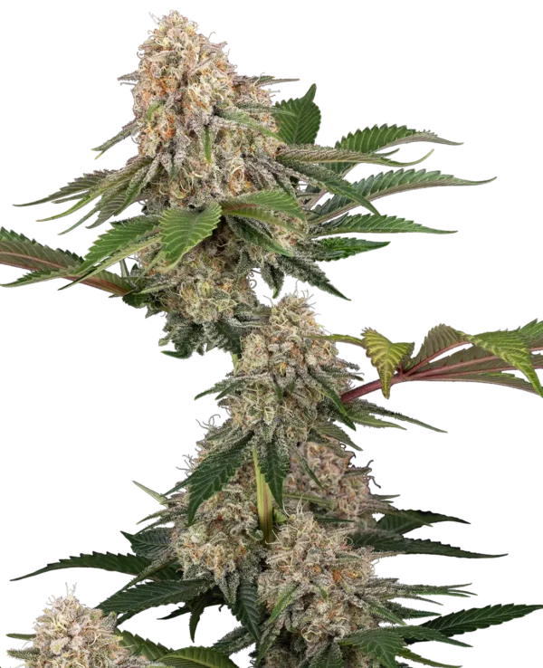 Sensi Seeds Sticky Berry Mints XXL