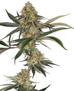 Sensi Seeds Super Lemon Cherry