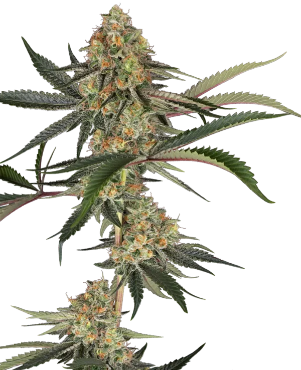 Sensi Seeds Super Lemon Cherry