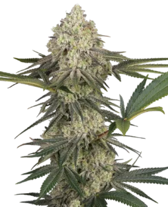 Sensi Seeds Triple Mints XXL